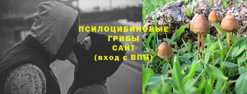 Псилоцибиновые грибы Cubensis  Белый 